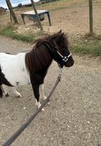 Shetland, Dieren en Toebehoren, Merrie, Niet van toepassing, Gechipt, 0 tot 2 jaar