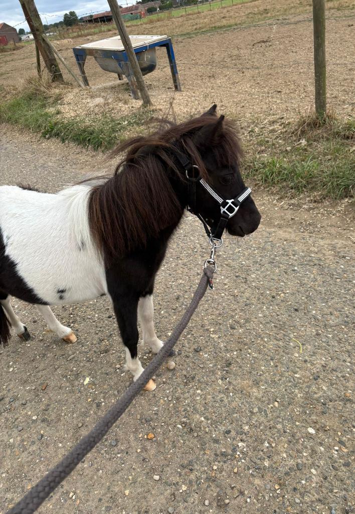 Shetland, Dieren en Toebehoren, Pony's, Merrie, Niet van toepassing, 0 tot 2 jaar, Gechipt, Ontwormd, Ingeënt