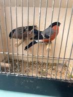 Goudvinken 2025, Meerdere dieren, Wildzangvogel, Geringd