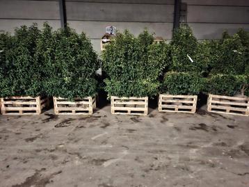 Portugese laurier! beschikbaar voor biedingen