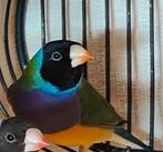 Gouldamadines, Dieren en Toebehoren
