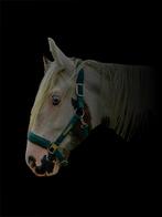 Tinker merrie, Merrie, Minder dan 160 cm, 0 tot 2 jaar, Onbeleerd