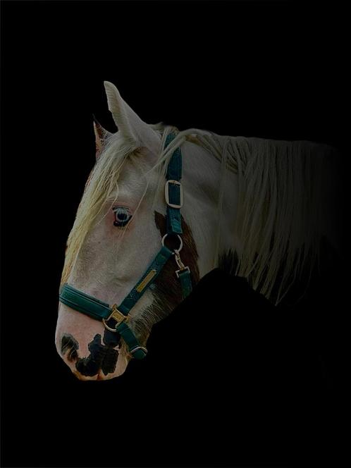 Tinker merrie, Dieren en Toebehoren, Paarden, Merrie, Onbeleerd, Minder dan 160 cm, 0 tot 2 jaar, Recreatiepaard, Met stamboom