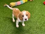 Beagle pup - kleur Blenheim, Dieren en Toebehoren, Honden | Beagles, Bassets en Lopende honden, CDV (hondenziekte), Teef, 8 tot 15 weken