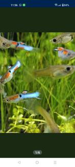 Japan blue endler 4+4