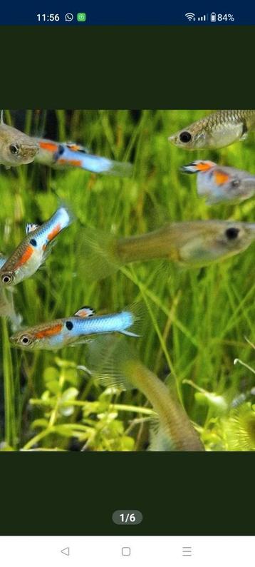 Japan blue endler 4+4 beschikbaar voor biedingen