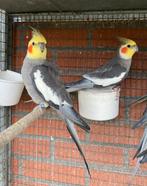 Calopsittes, Animaux & Accessoires, Oiseaux | Perruches & Perroquets, Mâle, Perruche