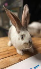 Raszuivere Duitse reuzen jongen m/v, Dieren en Toebehoren, Konijnen, Meerdere dieren, Groot, 0 tot 2 jaar