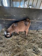 Choco maanvlek bokje, Dieren en Toebehoren