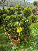 Superbes leyland boules ou pompons en pot de 10l à  69€ l’un, Jardin & Terrasse, Plantes | Arbres, En pot, Enlèvement ou Envoi