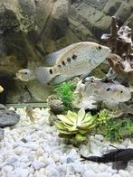 Cichlides texasx3, Poisson, Poisson d'eau douce, Banc de poissons