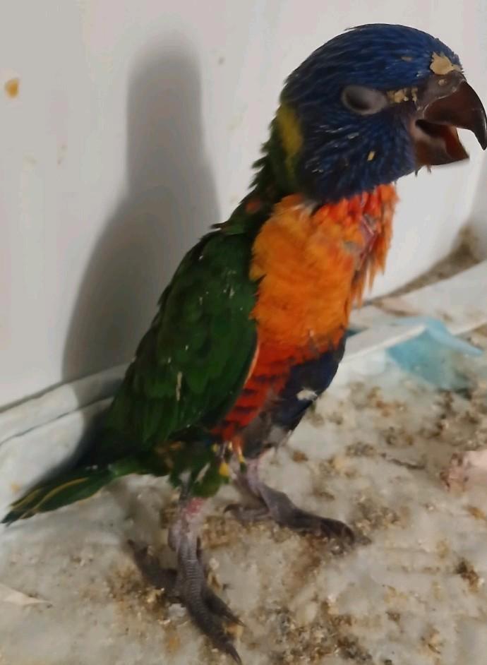 Lori blauwe berg voor hand opfok, Dieren en Toebehoren, Vogels | Parkieten en Papegaaien, Geslacht onbekend, Geringd