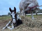 Bonte hengstenveulen uit prestatielijn!, Springpaard, Gechipt, 0 tot 2 jaar, Hengst