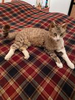 Taxidermie heel mooie opgezette kat door een taxidermist, Antiek en Kunst, Ophalen