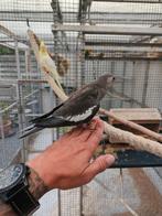 Jonge handtamme witmasker valkparkiet, Dieren en Toebehoren, Geringd