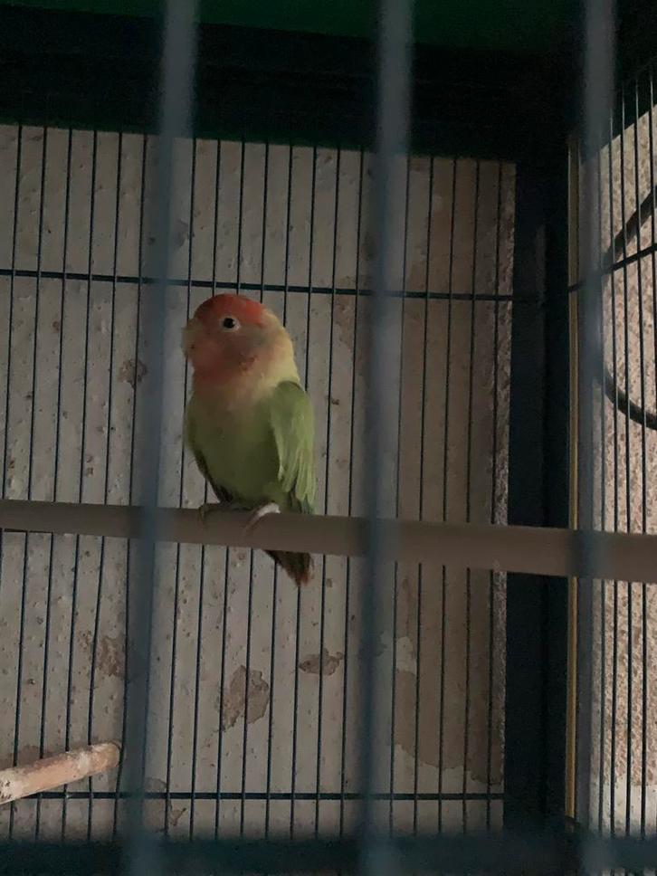 agapornis vrouwtje, Dieren en Toebehoren, Vogels | Parkieten en Papegaaien