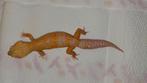 Luipaardgekko giant tangelo ph. Eclipse, Dieren en Toebehoren, Reptielen en Amfibieën