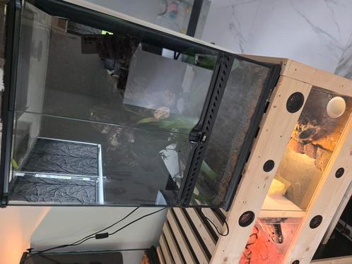 Gecko à crête subadultes "Flamme partial pinstripe/dalmatien, Dieren en Toebehoren, Reptielen en Amfibieën | Toebehoren, Zo goed als nieuw