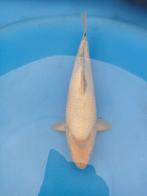 Shiro utsuri, Dieren en Toebehoren, Vissen | Vijvervissen