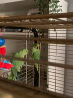 2 popjes halsbandparkieten, Dieren en Toebehoren