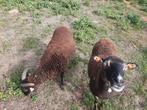 5 ooien te koop, Dieren en Toebehoren, Schapen, Geiten en Varkens