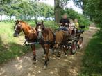DUBBELSPAN PONY'S MET KOETS EN GETUIG, Dieren en Toebehoren, Paarden, Minder dan 160 cm, Gechipt, Niet van toepassing, Tuigpaard