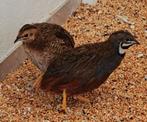 Chinese dwergkwartels koppels, Meerdere dieren