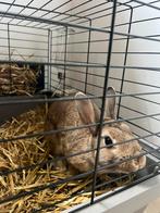 Dwergkonijn te koop met benodigdheden, Dieren en Toebehoren, Konijnen, Vrouwelijk, Dwerg, 0 tot 2 jaar