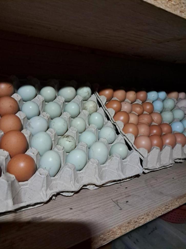 Broedeieren kippen, Dieren en Toebehoren, Pluimvee