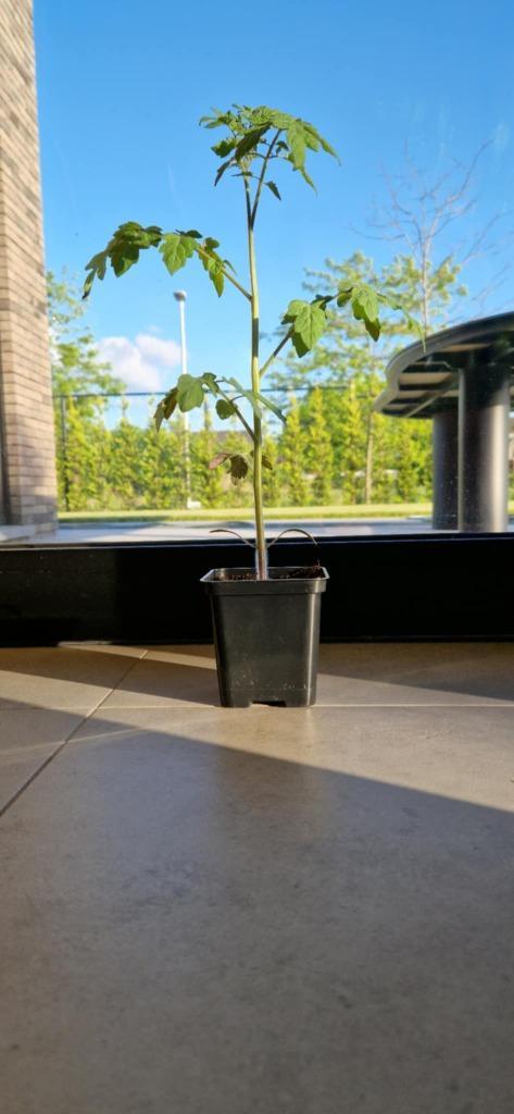 Kerstomaat "Honing", Tuin en Terras, Planten | Tuinplanten, Eenjarig, Fruitplanten, Volle zon, Zomer, Ophalen