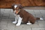 Chocolat Tricolor Border Collie pups, Dieren en Toebehoren, Honden | Herdershonden en Veedrijvers, CDV (hondenziekte), Meerdere