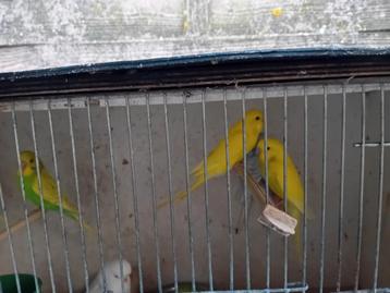 Grasparkieten beschikbaar voor biedingen