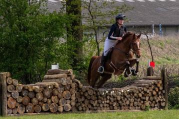 11j sport merrie, Dieren en Toebehoren, Paarden, Merrie