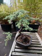 Bonsai, Tuin en Terras, Ophalen, Bloeit niet, Overige soorten, Halfschaduw