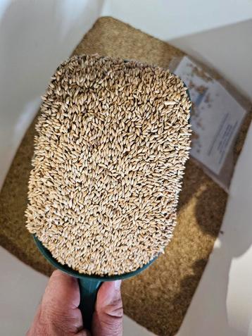 Witzaad 1kg ( platzaad )- Winkel en Webshop - Bestel Online  beschikbaar voor biedingen