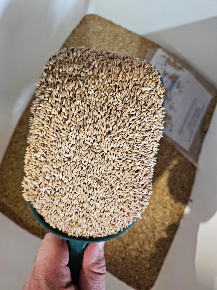 Witzaad 1kg ( platzaad )- Winkel en Webshop - Bestel Online, Dieren en Toebehoren, Vogels | Kanaries