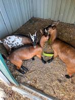 Moeder geit met 2 bokjes, Dieren en Toebehoren
