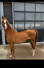 Leuke welsh merrie C maat, Merrie