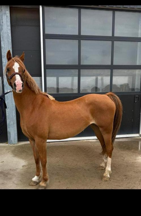 Leuke welsh merrie C maat, Dieren en Toebehoren, Pony's, Merrie