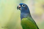 Papegaaien om zelf tam te maken blauwkop, Dieren en Toebehoren, Vogels | Parkieten en Papegaaien, Meerdere dieren, Papegaai, Geringd