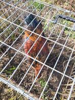 Brahma haan, Dieren en Toebehoren, Pluimvee