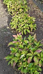 Hortensia, Ophalen, Vaste plant