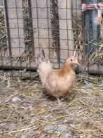 Chabo, Meerdere dieren, Kip