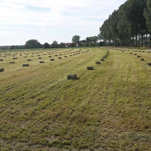 Particulier zoekt weide of landbouwgrond te huur, Immo, Gronden en Bouwgronden