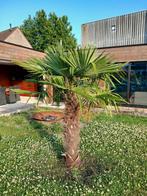 palmboom winterhard 2m hoogte, staat in volle grond, Tuin en Terras, Planten | Bomen, Ophalen, Palmboom