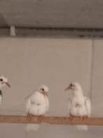 Senegal tortels wit, Animaux & Accessoires, Oiseaux | Pigeons, Plusieurs animaux, Tourterelle