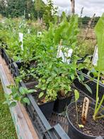 Allerlei planten te koop, Ophalen