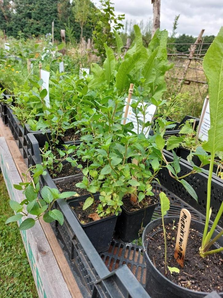 Allerlei planten te koop, Tuin en Terras, Planten | Tuinplanten, Ophalen