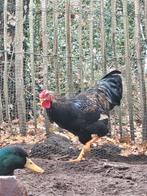 Mooie stevige grote barnevelder haan, Dieren en Toebehoren, Pluimvee, Mannelijk, Kip