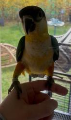 Handtam zwartkop caique, Dieren en Toebehoren, Vogels | Overige Vogels, Geringd